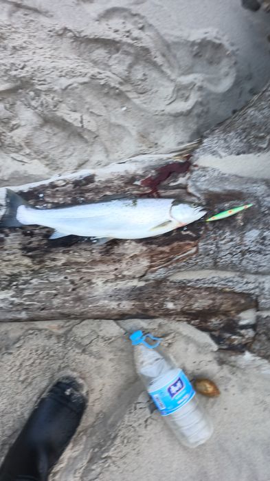 Wobler na troć belonę na plażę