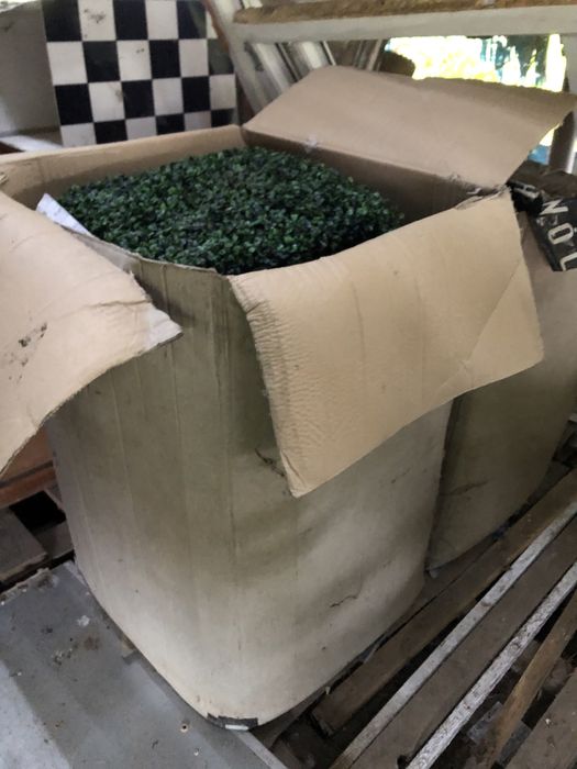 Bukszpan zielona ściana