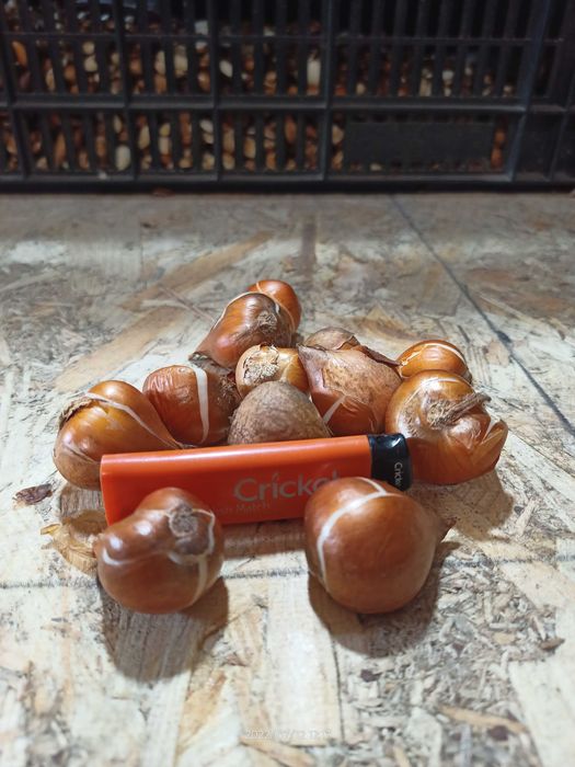 Тюльпани нарциси, цибулини тюльпанів нарцисів, тюльпаны, луковицы