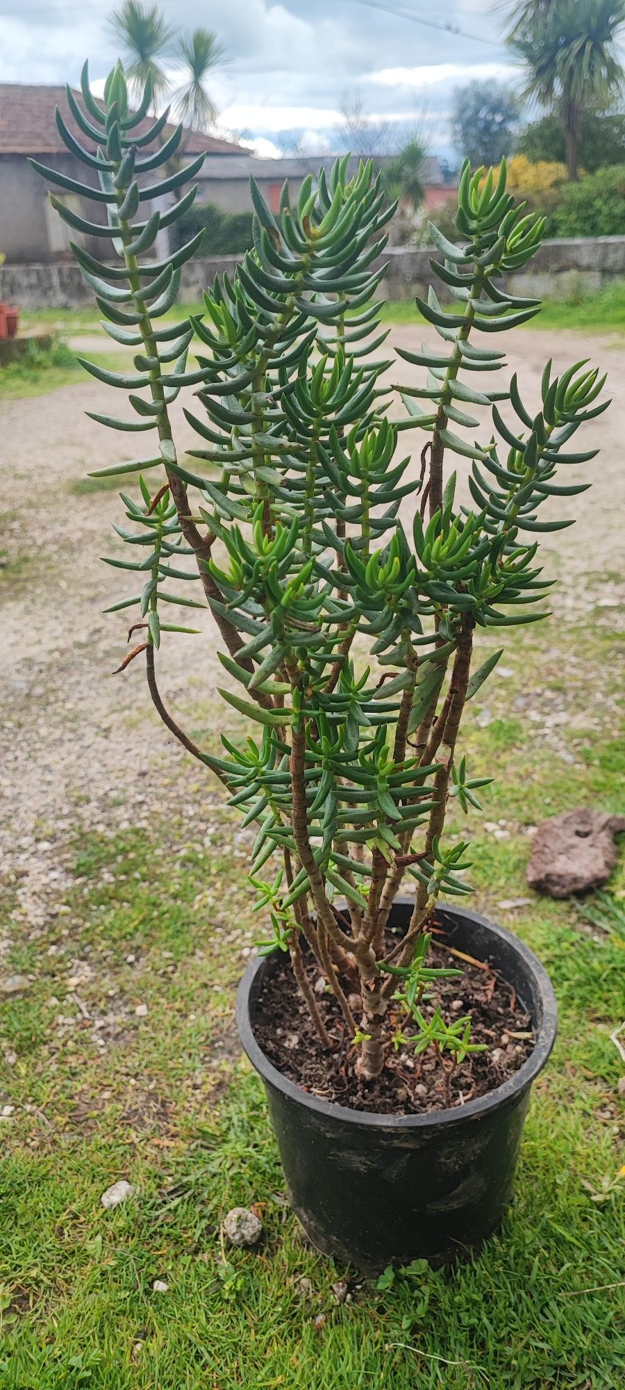 Planta suculenta