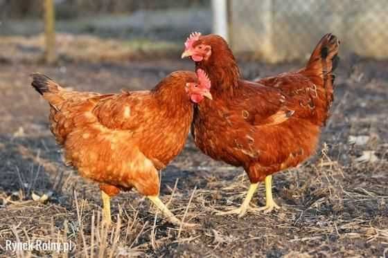 Ferma sprzeda kury op35