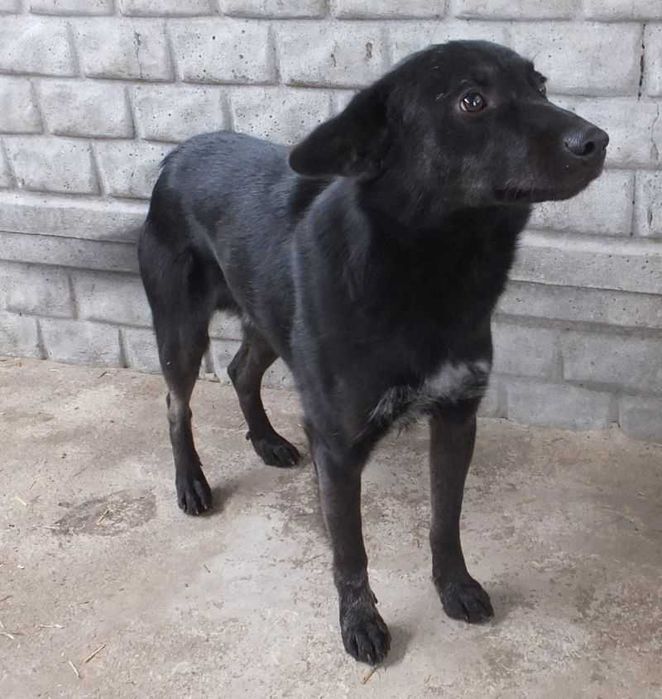 LIRYK średni, czarny pies do adopcji