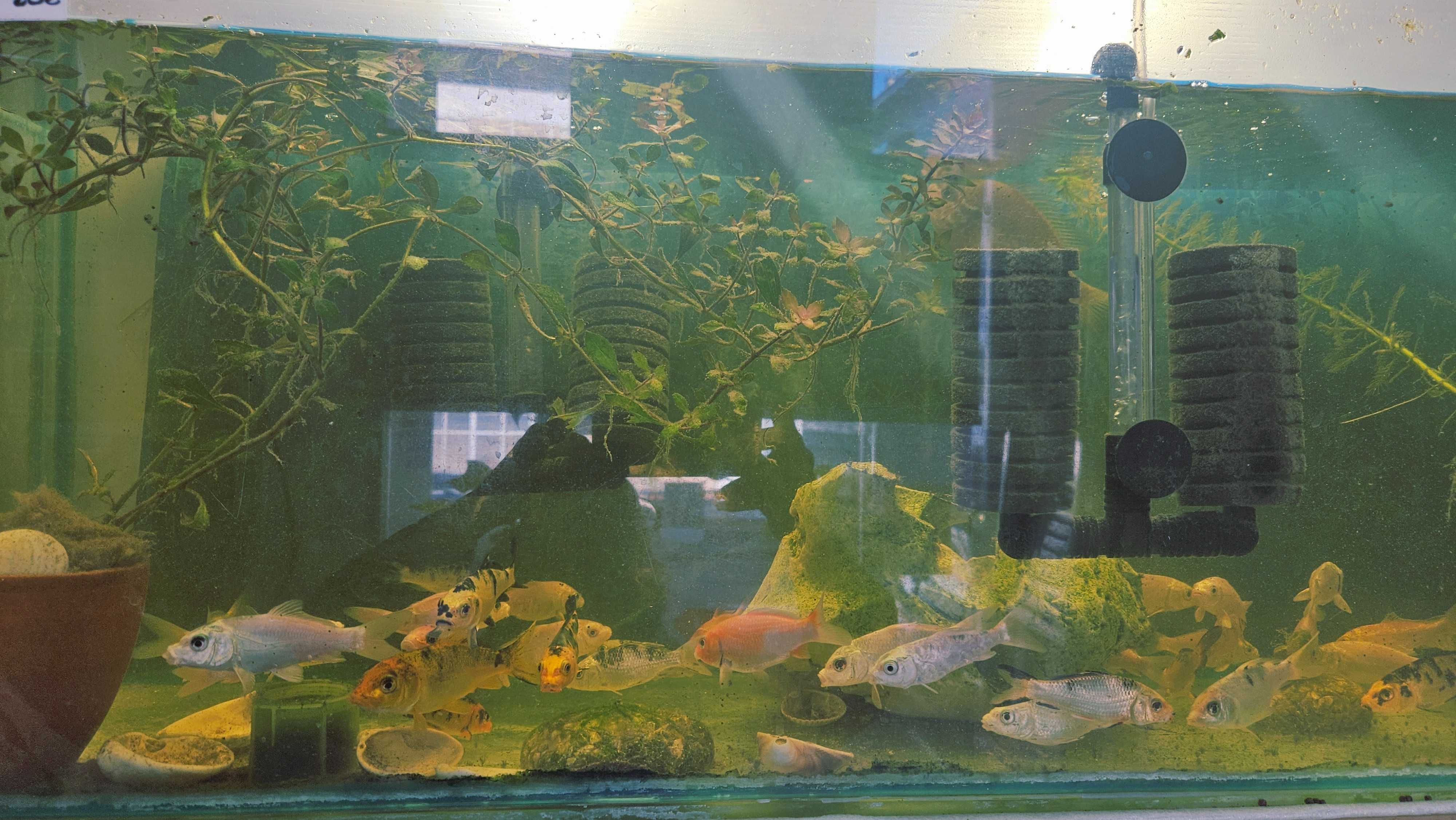 Peixes de Estimação ArrobaFish