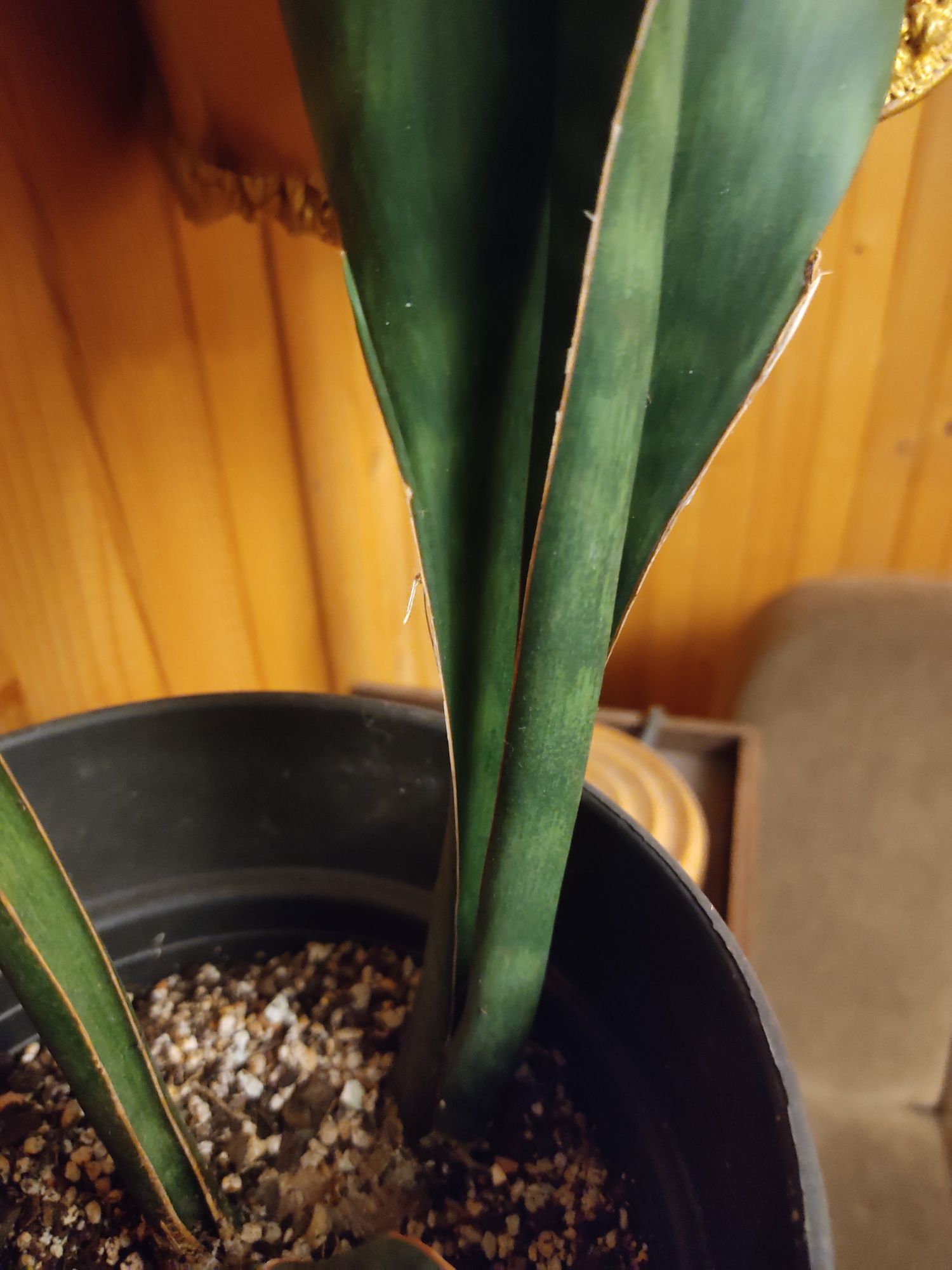 Sansevieria masoniana bardzo duża