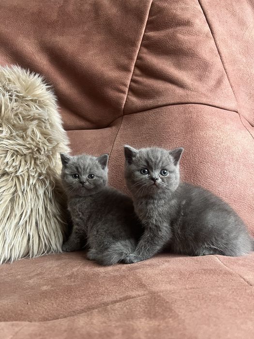 Kot brytyjski krótkowłosy niebieski, kocurek