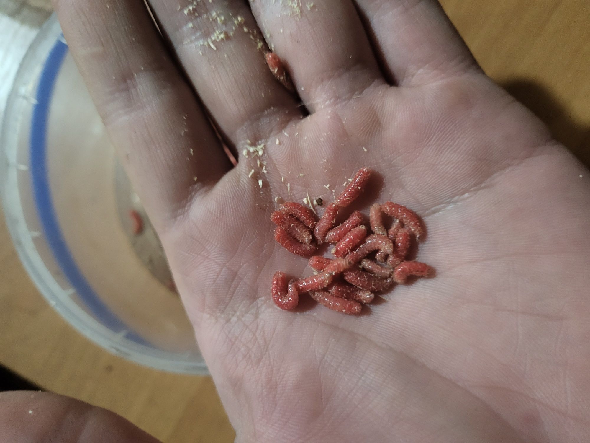 Продам мотиль недорого
