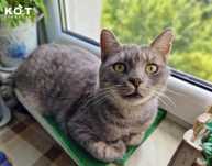 Grey i Krystian do adopcji