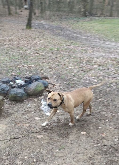 Безплатно собака Піт-Буль в хороші руки