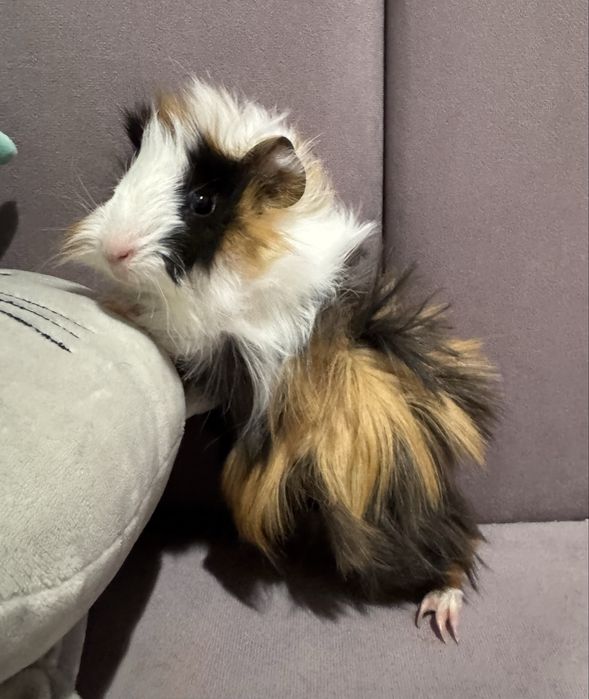 Oddam świnkę morską 10 tygodniową