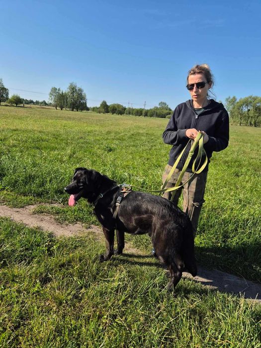 Duży samiec, czarny, spokojny, młody, 3lata