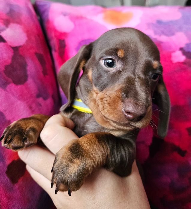 Jamnik Suka czekoladowa brązowa