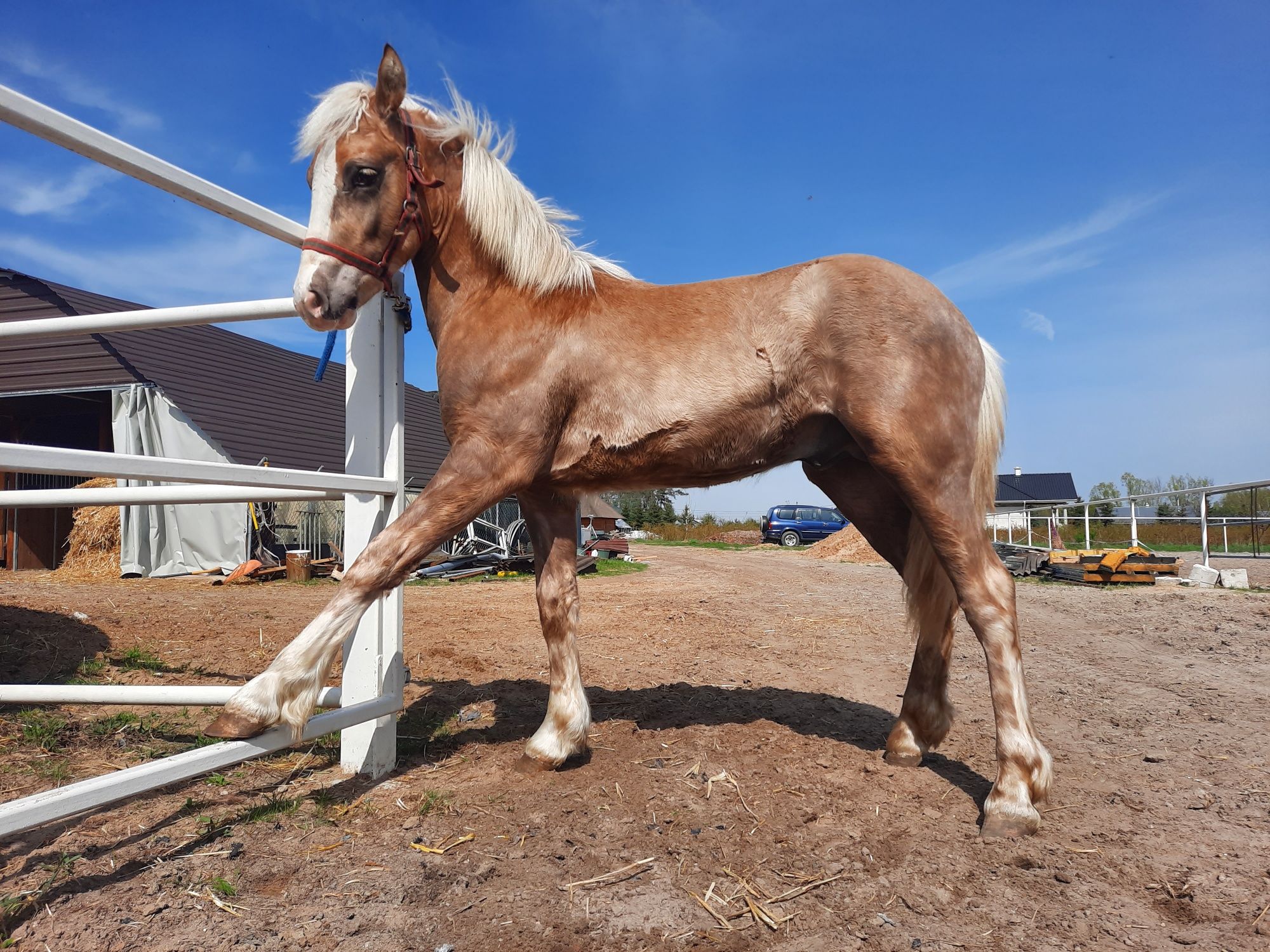 Sprzedam Ogierka (haflinger)