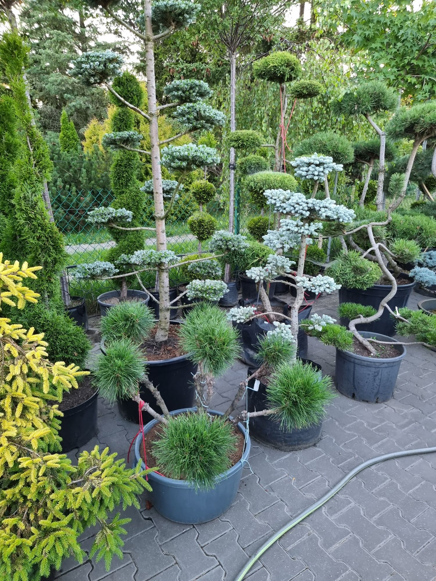Krzewy ozdobne formowane Niwaki BONSAI rośliny ozdobne Szeroki wybór