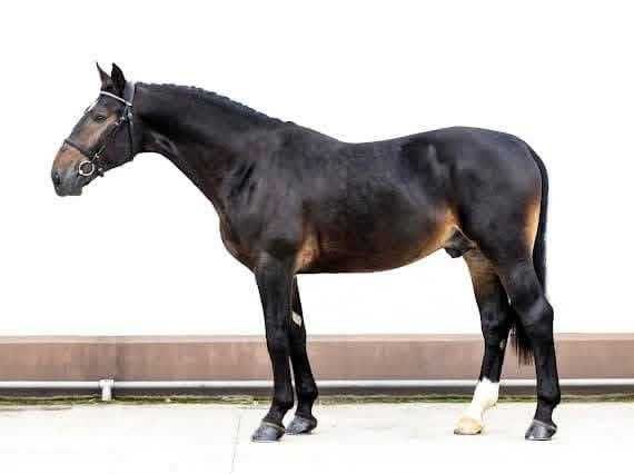 Ogier śląski z licencją na sprzedaż