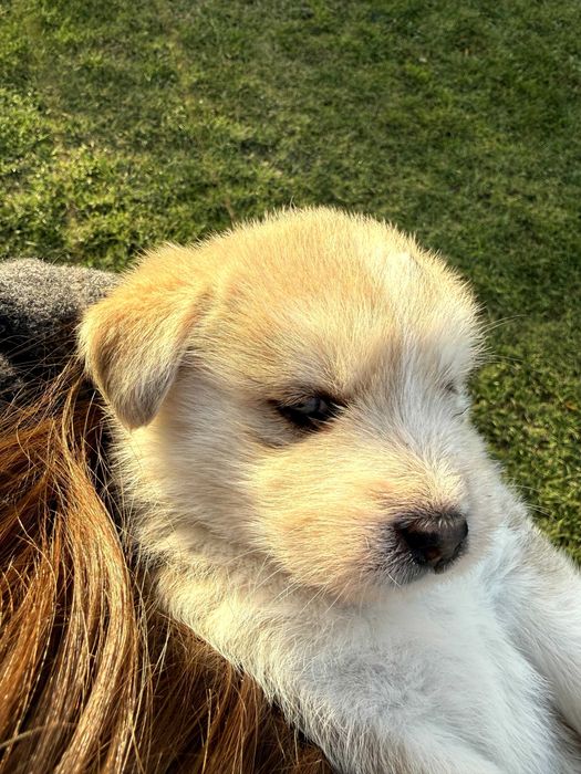 Oddam małe pieski w dobre ręce za darmo