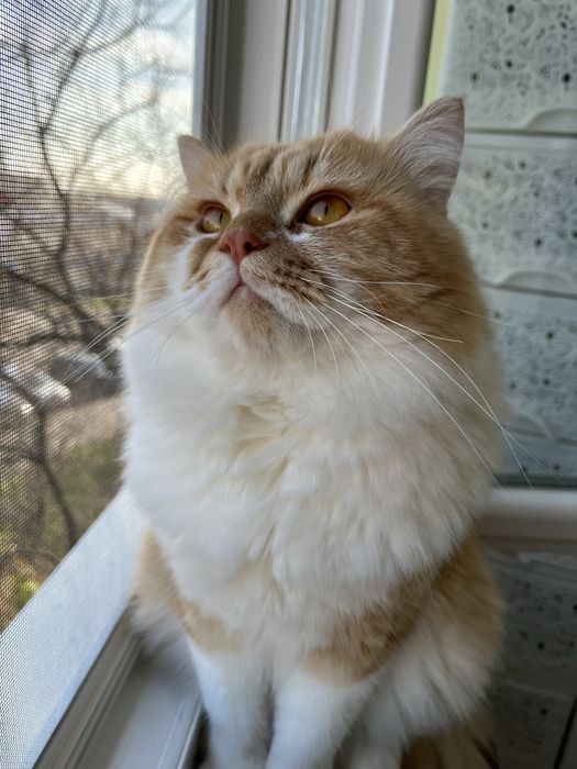 Вязка кот шотландский скотиш страйт