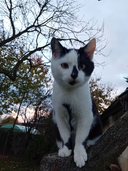 5 miesięczne koty szukają wspaniałych domków