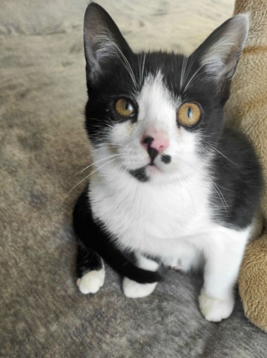 Красивый котик (мальчик), черно-белый кот, котенок даром