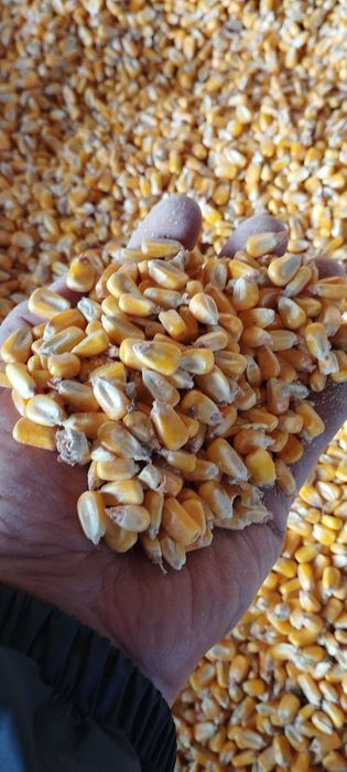 Milho Amarelo - 2022