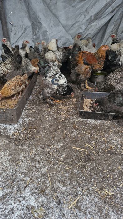 Koguty brahma olbrzymia