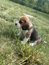 Beagle samiec Tricolor