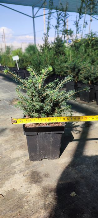 Ель Majestic Blue, Коника(Conica), Nidiformis, Will's Zwerg, Sonia