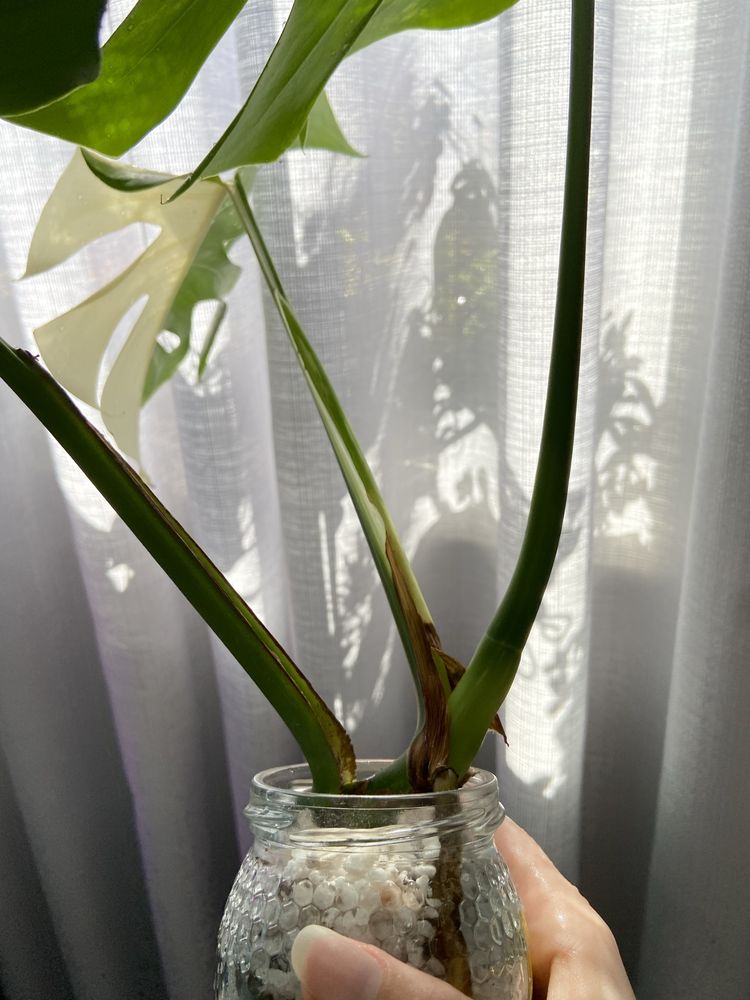 Corte de Monstera Variegata