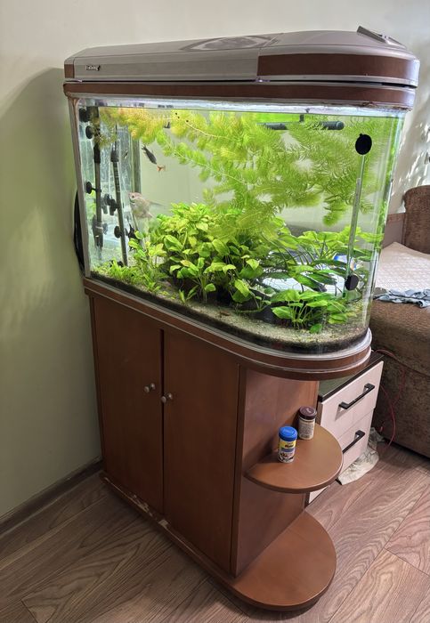 Акваріум з рибками