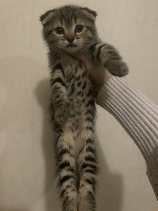 Радость в дом к деткам