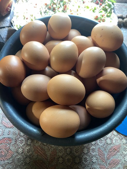 Яйце куряче домашне 50гр