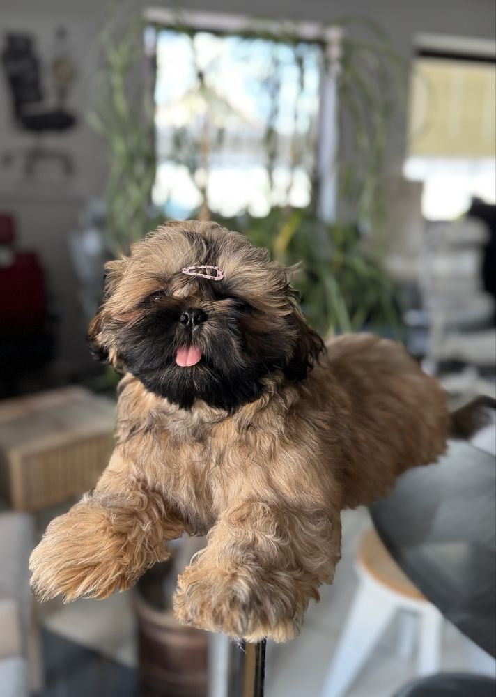 Shih Tzu Zkwp FCI Piesek TEOS brązowo czarny