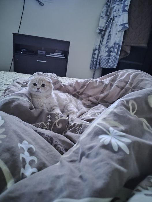 Шотландські кошенята фолд