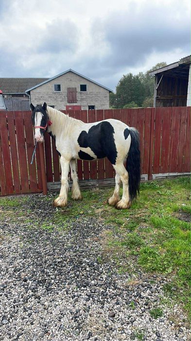 Ogierek tinker 3 lata