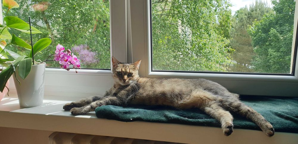 Koko szuka kochającego domku! Stowarzyszenie Częstochowa DLA ZWIERZĄT