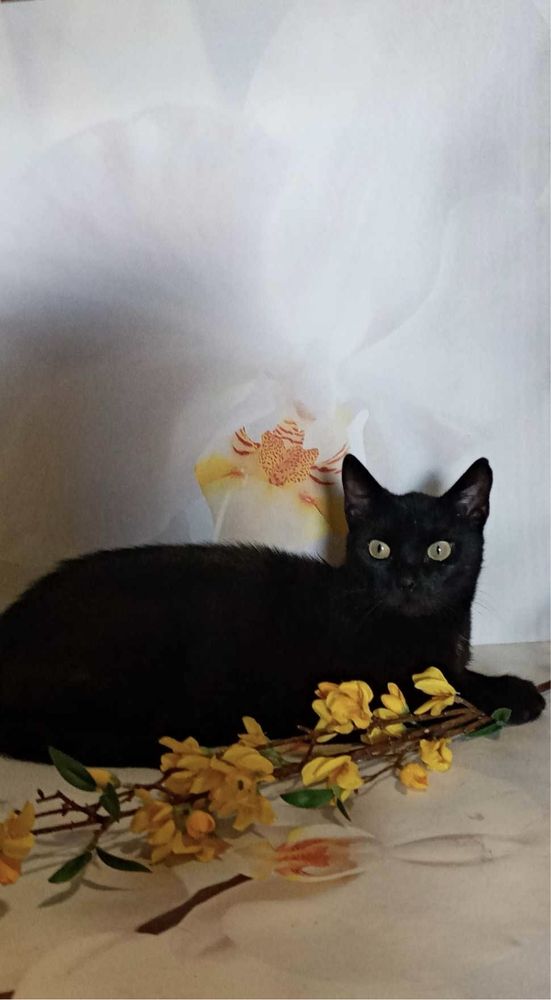 Czarne koty do adopcji