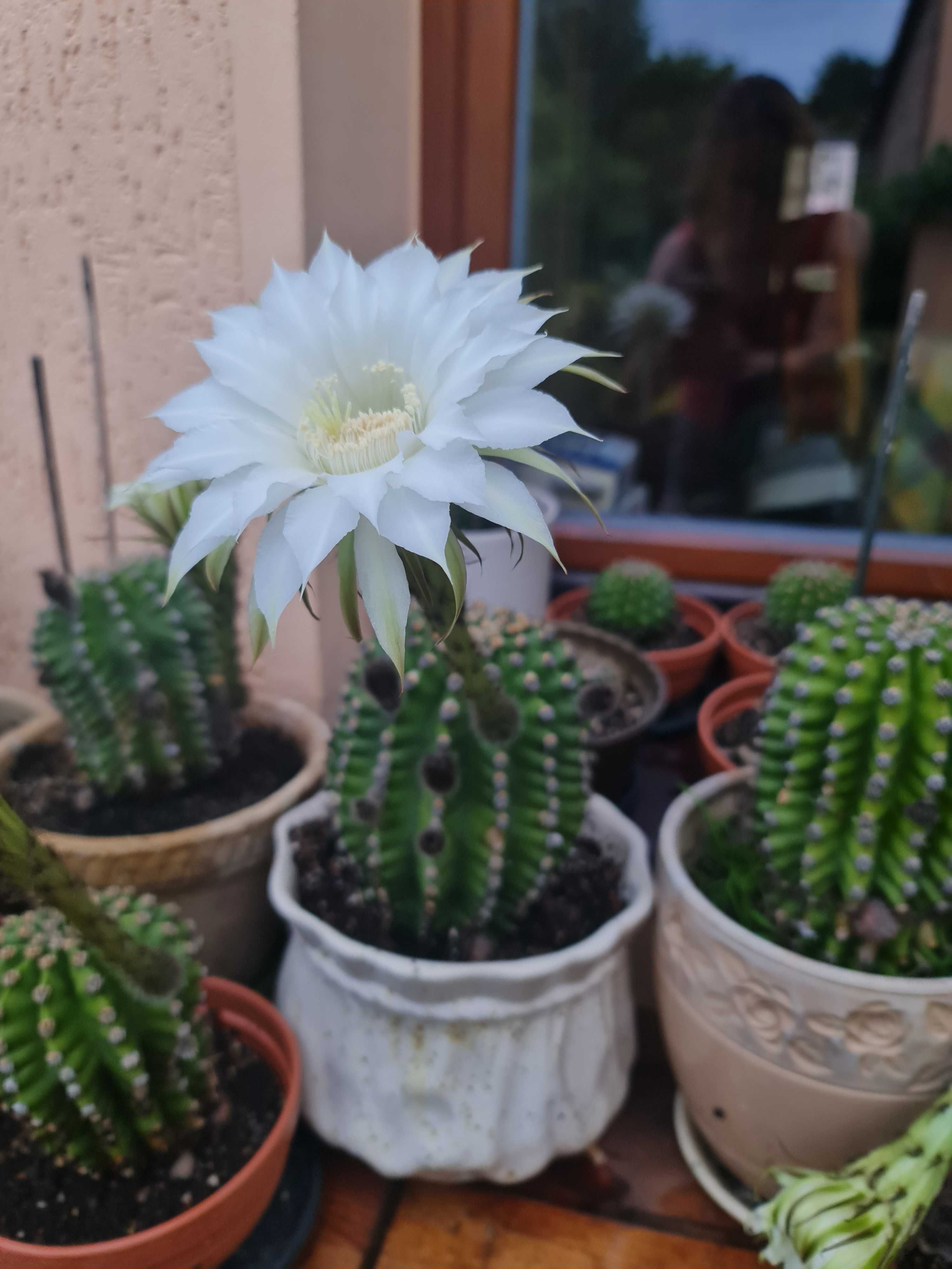 Kaktusy pięknie kwitnące sprzedam