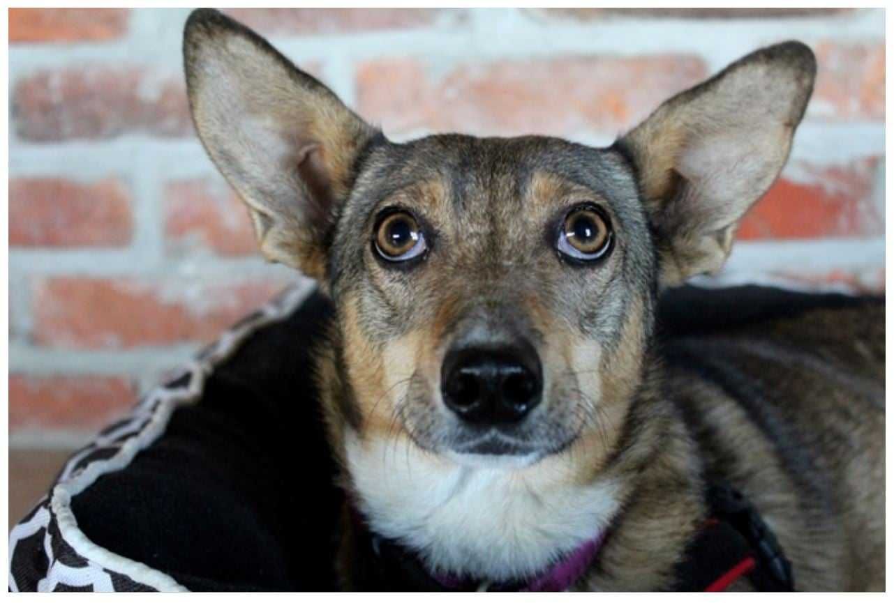 USIA szuka spokojnego, ciepłego, kochającego domku. Adopcja!