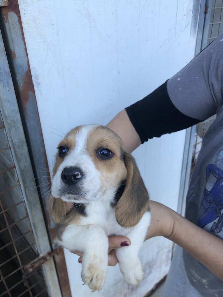 Beagle macho com dois meses. Pronto para entrega