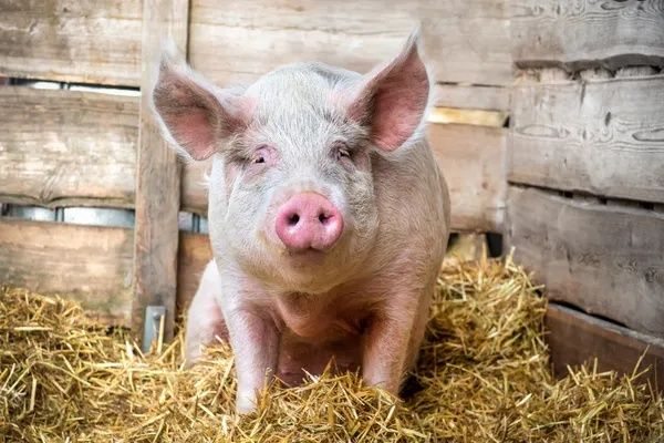 продам свиней живою вагою вирощєна без хімії (дуже смачне м'ясо)