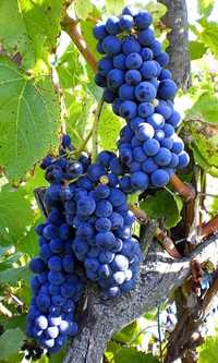 Черенки винограду  «Карбоне»