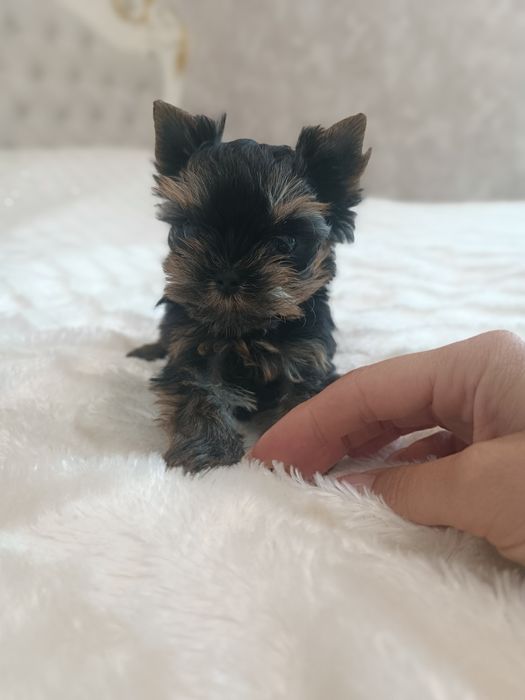 Миники детки Йорка