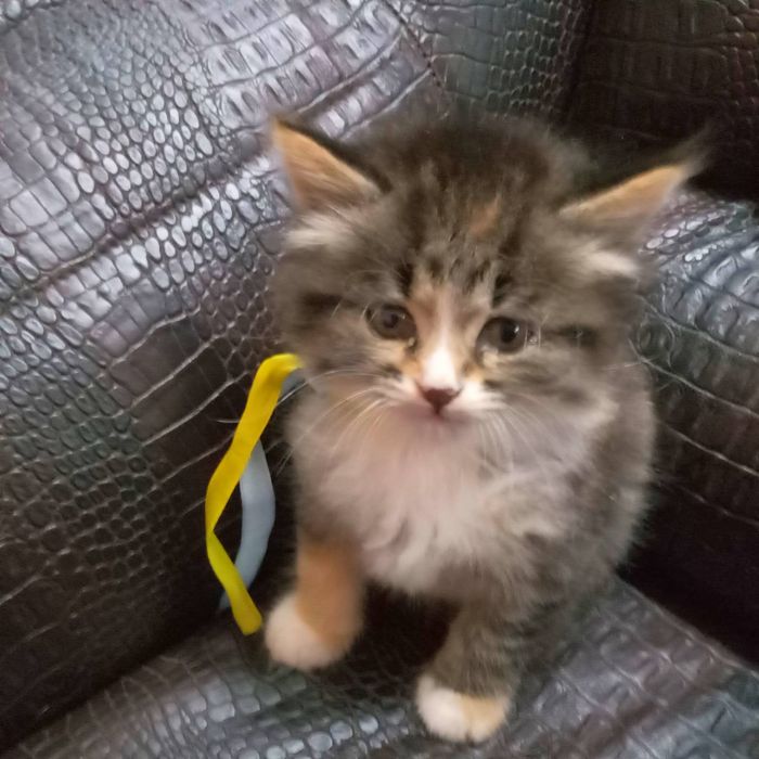 Котики безкоштовно