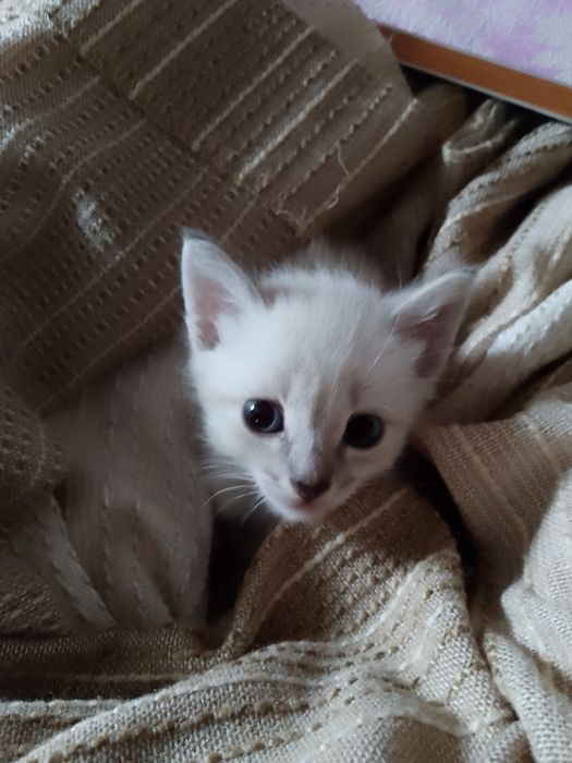 Сіамські кошенята в люблячу родину