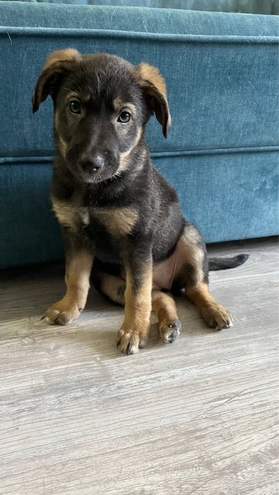 Отдам бесплатно собаку в хорошые руки( без породы)