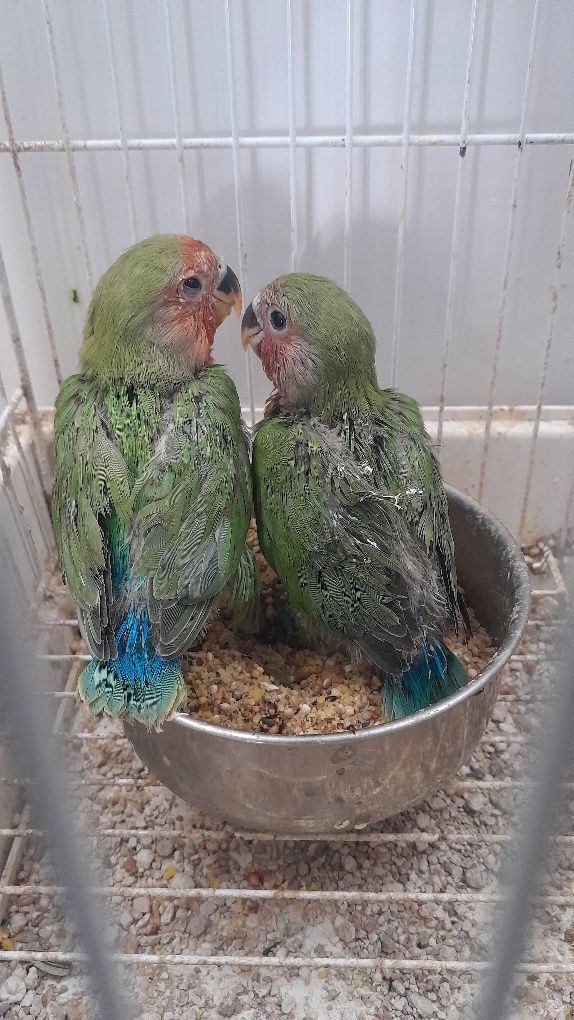 5 Roseicollis 3 criados à mão