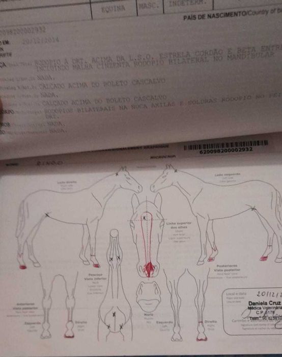 Animais cruzado portugues