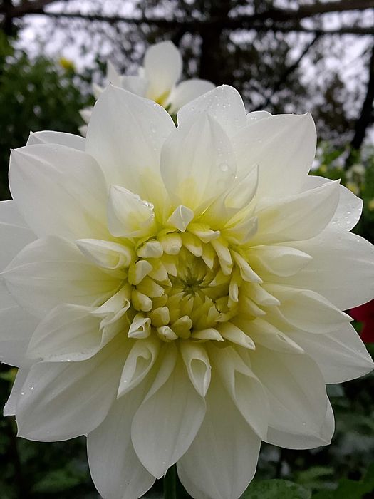 Жоржини продаж поділок