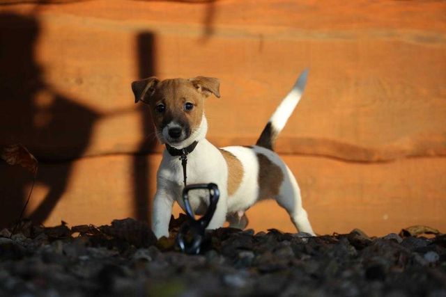 Jack Russel Terrier - pies z rodowodem