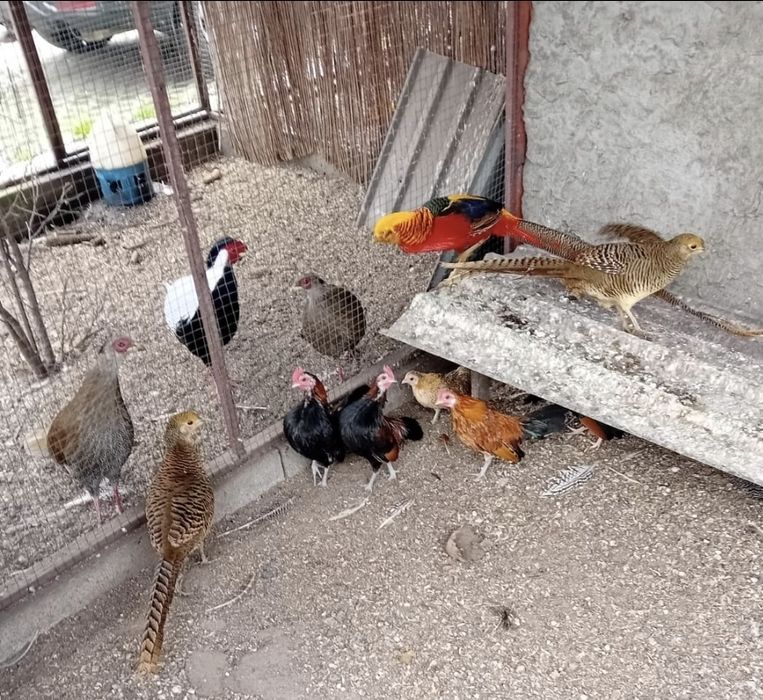 Kogutki ozdobne miniaturki, bażanty srebrne I złote