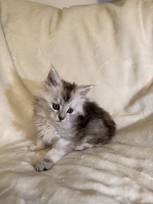 Kotka Maine Coon ns 11 shaded